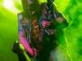 02.11.2013 - MetalEmpire - Steelpreacher